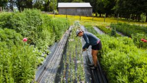 A woman performs farming tasks amidst lush plants and colorful flowers on a bright day.